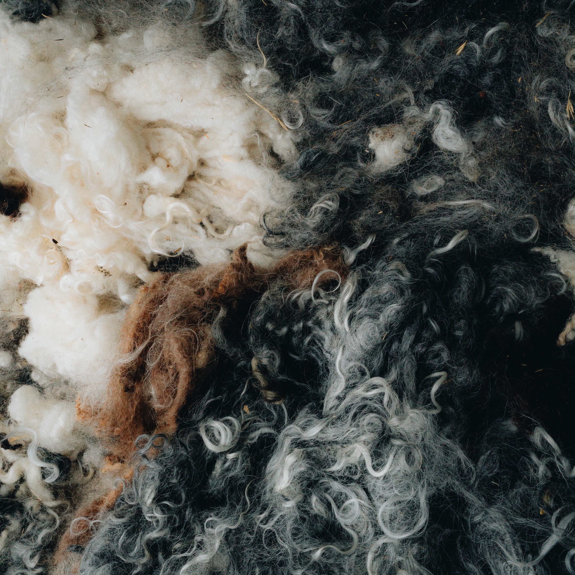 Behind the scenes - Swedish Wool